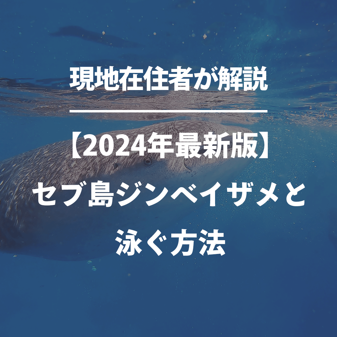 【2024年最新版】セブ島ジンベイザメと泳ぐ方法